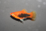 Platy Tuxedo